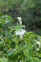 Ipomoea proxima