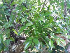 Santalum austrocaledonicum
