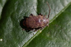 Blapsilon irroratum