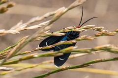 Ctenucha rubroscapus