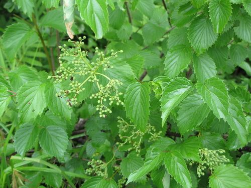 Viburnum recognitum image