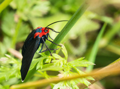 Ctenucha rubroscapus
