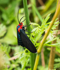 Ctenucha rubroscapus
