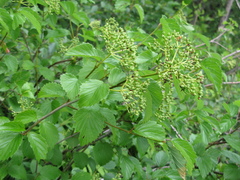 Viburnum recognitum image