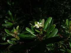 Cossinia trifoliata