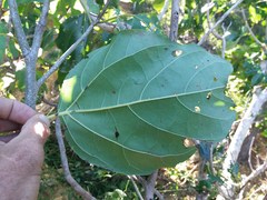 Cordia subcordata