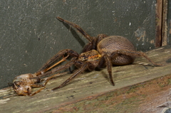Dolomedes schauinslandi