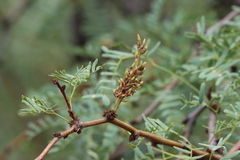 Prosopis pubescens