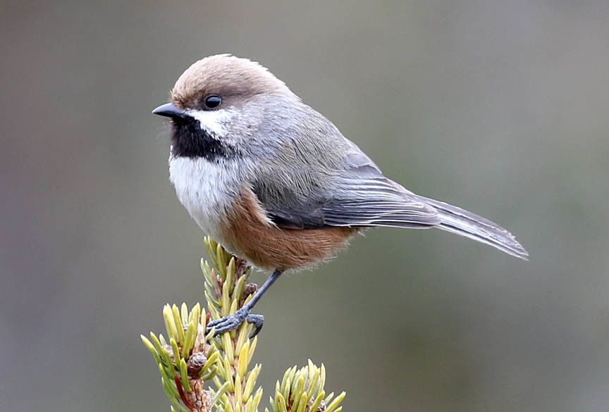 Boreal Chickadee photo