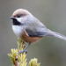 Boreal Chickadee - Photo (c) Mark Dennis, some rights reserved (CC BY-NC), uploaded by Mark Dennis