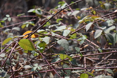 Rubus liebmannii