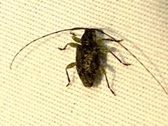 Astylopsis