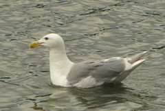Larus glaucescens