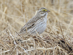 Passerculus sandwichensis princeps