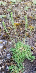 Artemisia rupestris