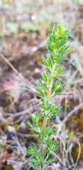 Artemisia rupestris