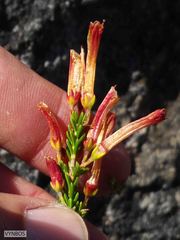 Erica haematosiphon