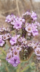 Phacelia integrifolia