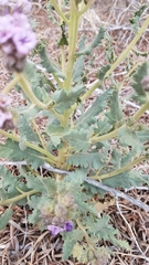 Phacelia integrifolia