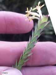 Gnidia oppositifolia