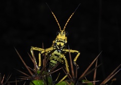 Taeniopoda tamaulipensis