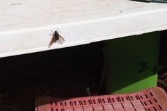 Satyramoeba hetrusca