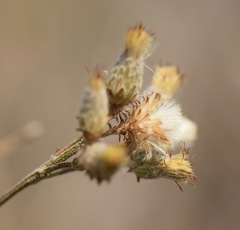 Baccharis sordescens