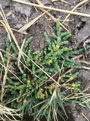 Salicornia andina
