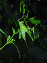 Neobarrettia vannifera