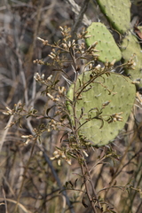 Baccharis sordescens