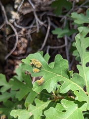 Aceria trichophila