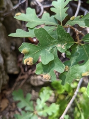 Aceria trichophila