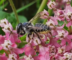 Megachile texana