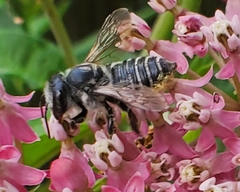 Megachile texana