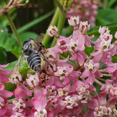 Megachile texana