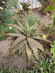 Aloe greenii
