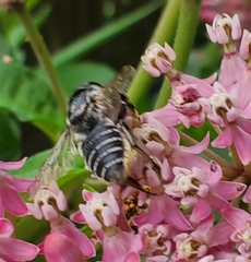 Megachile texana