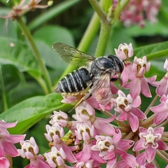 Megachile texana
