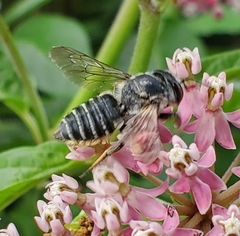 Megachile texana