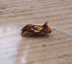 Plusia putnami gracilis