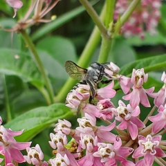 Megachile texana