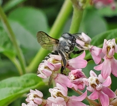 Megachile texana