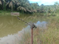 Ictinogomphus decoratus