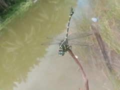 Ictinogomphus decoratus