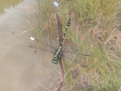 Ictinogomphus decoratus
