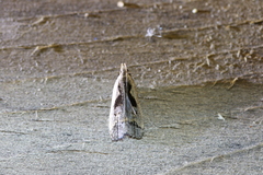 Dichomeris bilobella