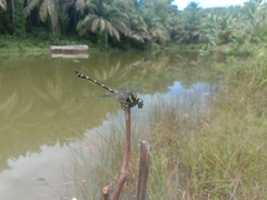 Ictinogomphus decoratus