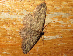 Mycterophora