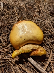 Boletus rubriceps