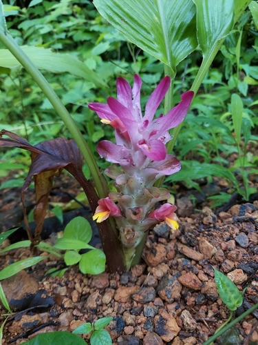 Curcuma longa